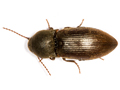 Agriotes obscurus